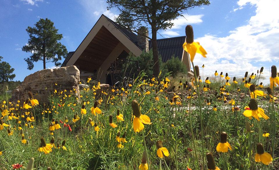 ruidoso-sunflowers